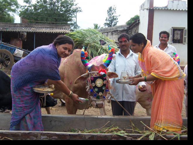 Animal considerado sagrado para os indianos (Foto: Divulgação/Assecom)