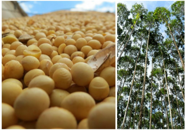  Mato Grosso do Sul exportou para a China apenas 13 produtos, conforme o MDIC, sendo o principal a soja e celulose. (Foto: Ilustração.)