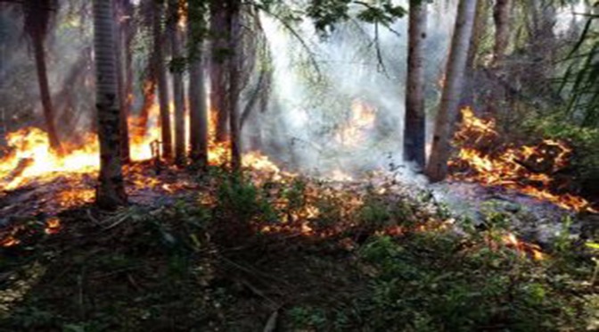 Cerca de 18 mil hectares de vegetação da Unidade de Conservação, em áreas de várzea e antigas pastagens, foram consumidos pelo incêndio que atinge o local desde a última sexta-feira (13)