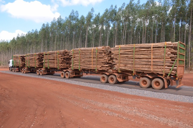 Fibria inova e utiliza composição gigante no transporte de madeiras Caminhão com treze eixos aumentará transporte de carga da empresa.(Foto: Divulgação Fibria)