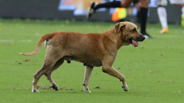Cachorro em campo roubou a cena durante Colômbia x Brasil. (Foto: Maurício Dueñas/EFE)