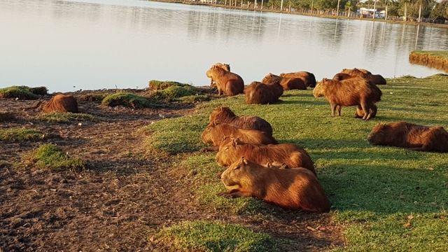 Prefeitura se manifesta e diz que não alimenta as capivaras da Lagoa para não interferir no ecossistema Prefeitura diz que capivaras são