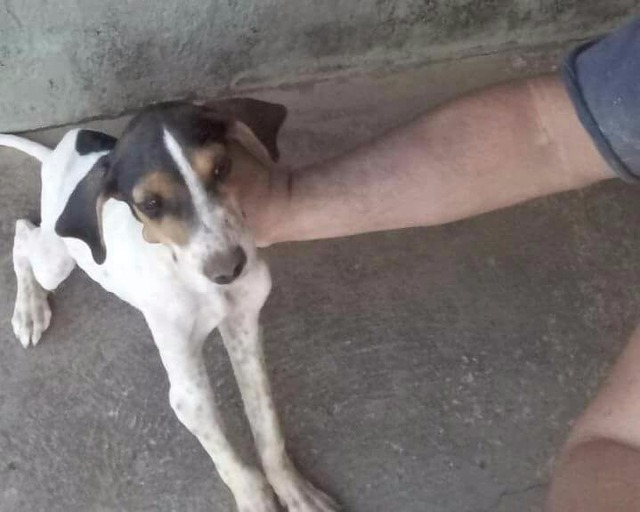 A protetora ainda revelou que ele estava muito debilitado e com fome (Foto: Facebook / Cedida) 