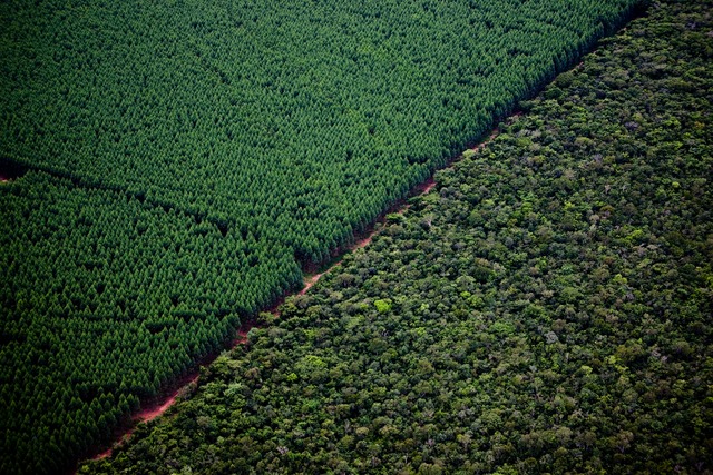 Florestas de Mato Grosso do Sul superam 1,1 milhão de ha Floresta de eucalipto tem mais de 1,1 milhão de hectares no Estado - Foto: Arquivo/Correio do Estado