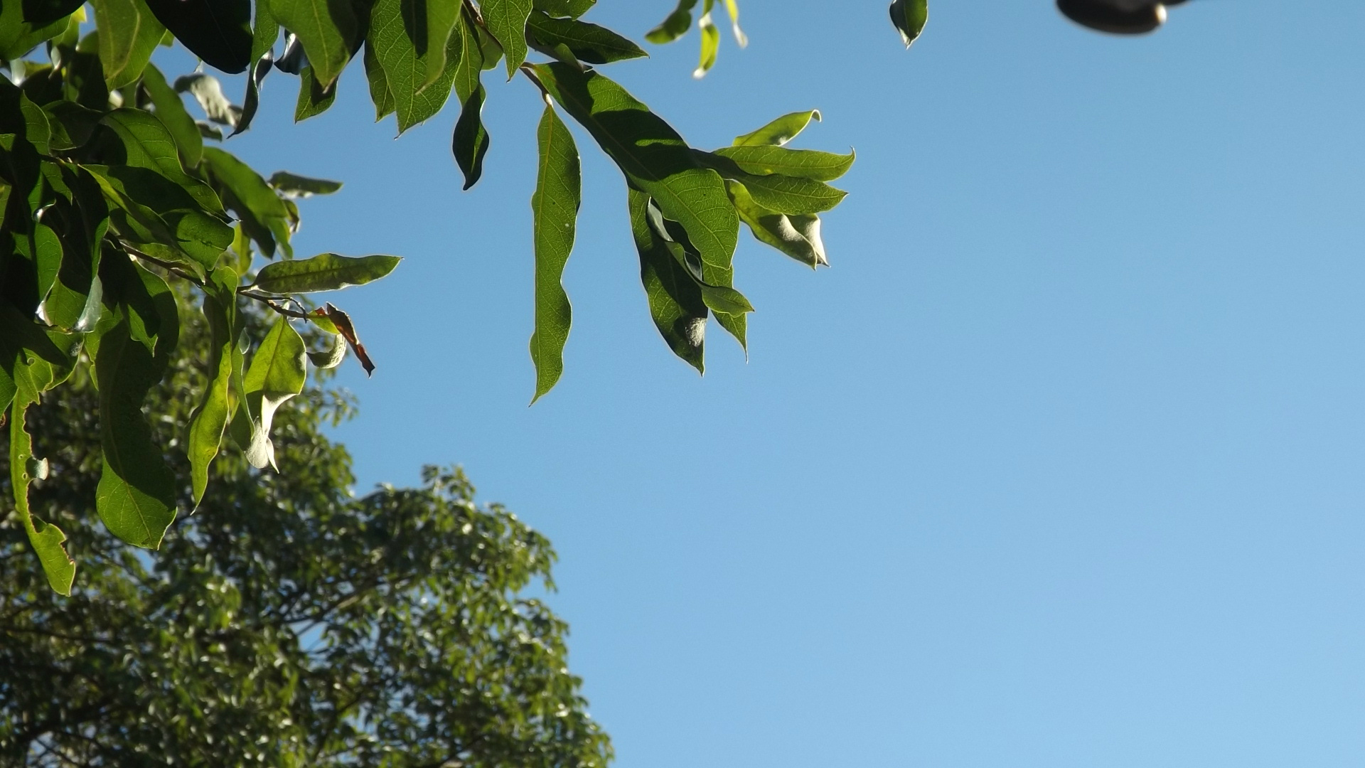 Céu claro e sem nuvens nesta manhã de sábado em Três Lagoas. (Foto: Kênia Guimarães)