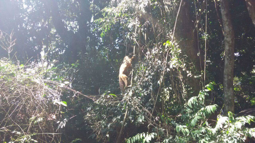 PMA devolve ao habitat macaco-prego que caiu de rede elétrica depois de levar choque. (Foto: Assessoria)