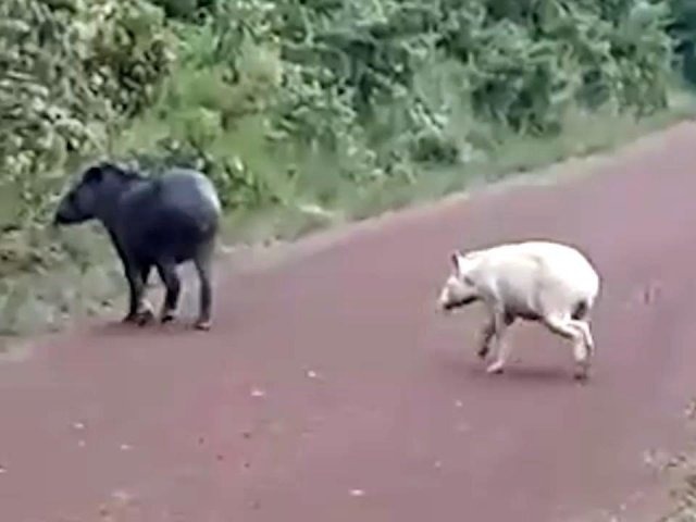 Vídeo mostra filhote albino de espécie ameaçada de extinção em MS Antas atravessam estrada de chão em Caracol. (Foto: Reprodução vídeo).