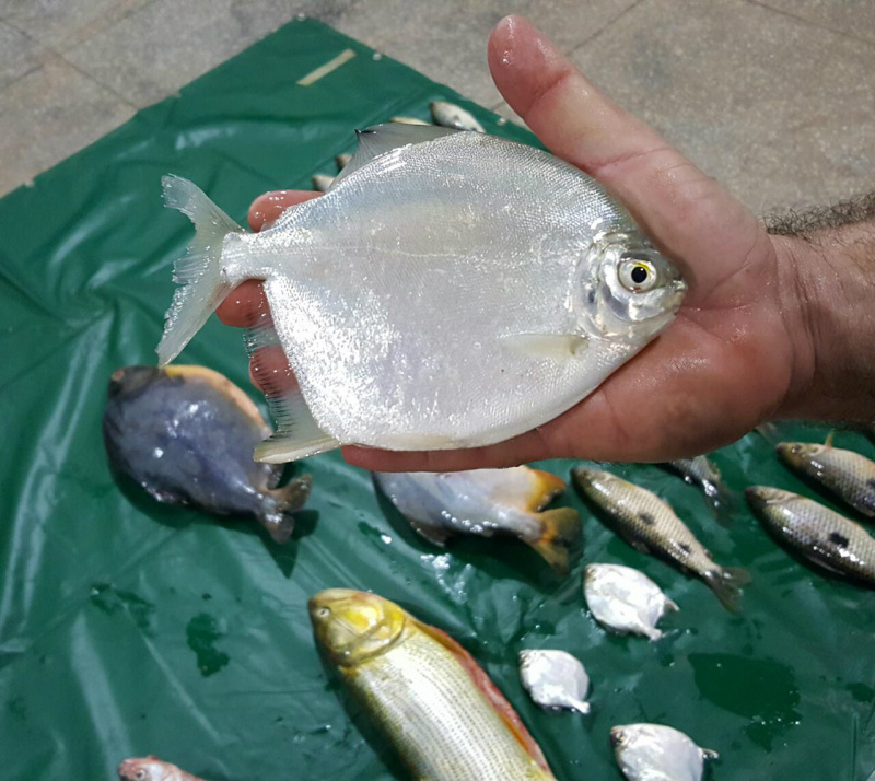 A caixa térmica e 19 kg de pescado das espécies dourado, pacu, piau-três-pintas, pacu-prata e piracanjuba foram apreendidos. (Foto: Assessoria)