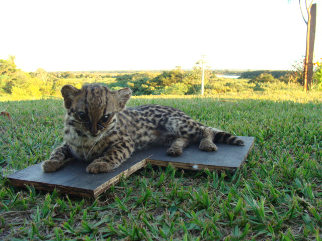 Filhote de Jaguatirica morto foi empalhado para uso em Educação Ambiental (Foto: Divulgação PMA)