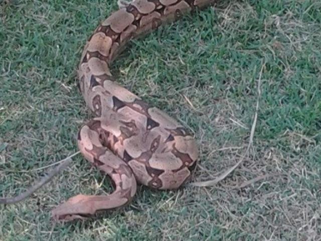Jiboia é capturada ao comer 4 filhotes de gato em quintal de residência Cobra comeu quatro filhotes de gato que estavam no quintal. (Foto: Divulgação/Corpo de Bombeiros)