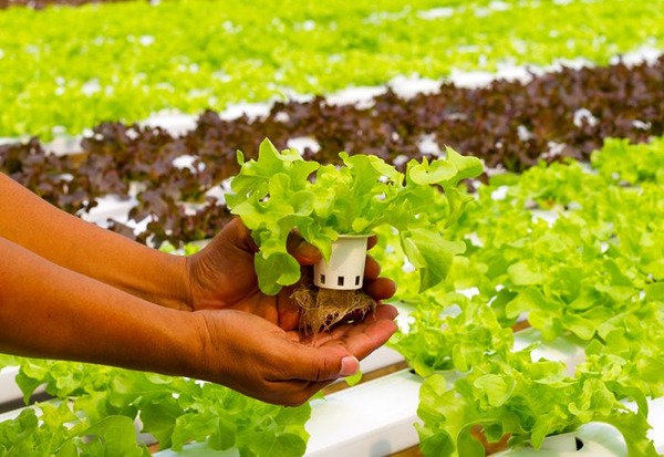 Embrapa lança livro virtual sobre cultivo de hortas em pequenos espaços Embrapa lança livro virtual sobre cultivo de hortas em pequenos espaços