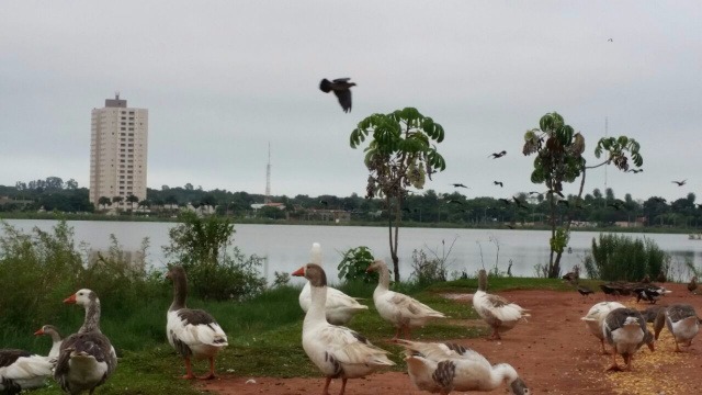 Com o tempo nublado, aves alimentam-se próximo a Lagoa Maior em Três Lagoas na manhã de hoje (23). (Foto: Ricardo Ojeda)