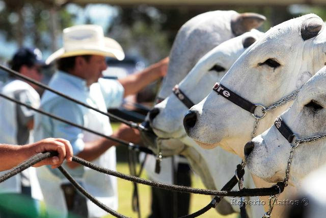 Expectativa é de receber 250 animais para as provas.  (Foto: Roberto Mattos)