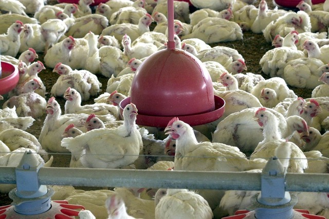 Anvisa proíbe venda de lotes de frango da Perdigão Arquivo/Agência Brasil