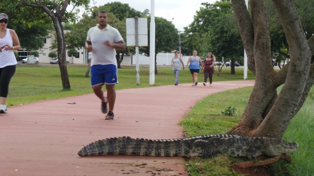 Fotos registradas há alguns anos mostra convivência dos animais com os frequentadores da Lagoa Maior (Foto: Ricardo Ojeda)