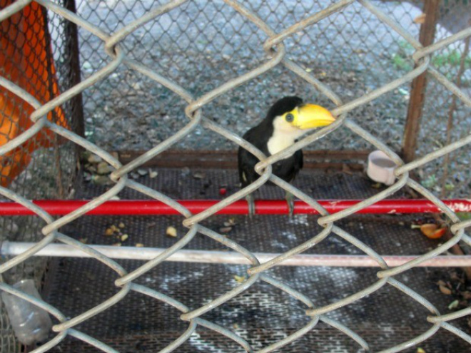 Rapaz foi multado em R$ 500 por criar animal da fauna silvestre em cativeiro (Foto: Divulgação / PMA)