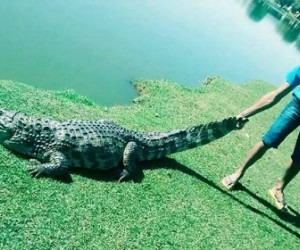 A estupideza  do ser humano não tem limites