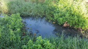 Análise mostra que água da Lagoa Maior está contaminada