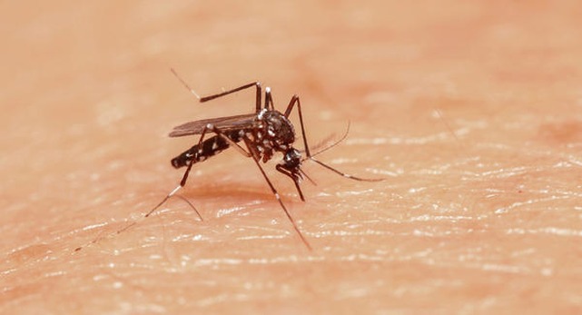 Três Lagoas registra primeira morte por dengue em 2019 foto ilustrativa