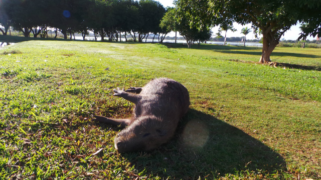 A capivara foi encontrada a alguns metros da Lagoa Maior em Três Lagoas. (Foto: Patrícia Miranda) 