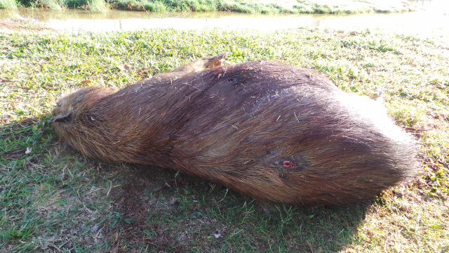 Capivara é encontrada morta na Lagoa Maior em Três Lagoas Capivara é encontrada morta na Lagoa Maior em Três Lagoas