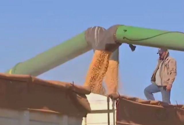 Colheita recorde de milho segunda safra está ajudando a alavancar produção histórica de grãos em Mato Grosso do Sul (Foto: Reprodução/TV Morena)