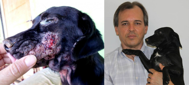 Antes e depois animal tratado de leishmaniose. (Foto: Assessoria) 