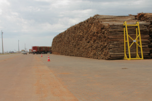 ... o terminal de descarga possui capacidade para receber madeira o equivalente para dez dias de produção da fábrica (Fotos: Ricardo Ojeda)