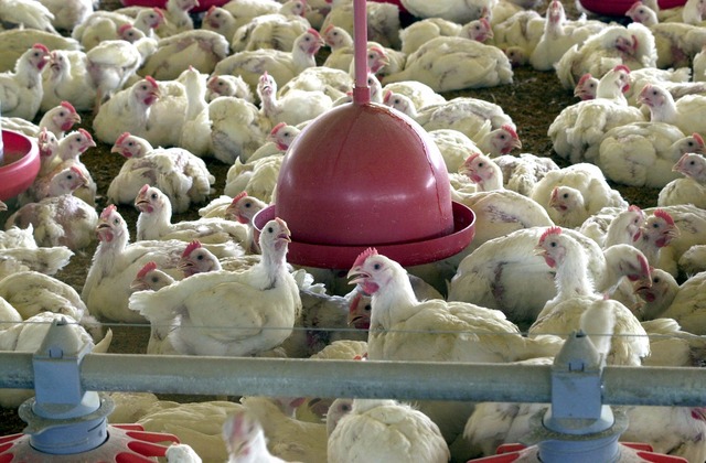 Abates de bovinos e frangos recuam no segundo trimestre do ano O abate de frango chegou a 1,43 bilhão no segundo trimestre do ano. (Foto: Arquivo/Agência Brasil)