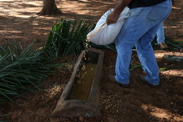 Prefeitura instala cochos para alimentação complementar das capivaras da Lagoa Profissional da Secretaria do Meio Ambiente enche o cocho com milho para as capivaras da Lagoa Maior. Foto: Divulgação
