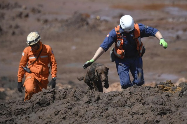 Exames detectam excesso de metais no organismo de quatro bombeiros que trabalham nas buscas Bombeiros trabalham em contato direto com os rejeitos. — Foto: Mauro Pimentel/AFP