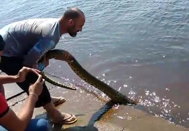 PMA vasculha pousadas atrás de turista que puxou sucuri do rio Homem puxa sucuri pelo rabo enquanto outro filma (Foto: Reprodução)
