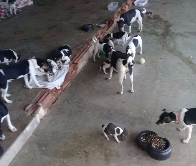 30 cães da raça Fox Paulistinha foram resgatados em uma única ação. Grupo busca recursos para vacinar os animais.(Foto: Protetoras Três Lagoas)