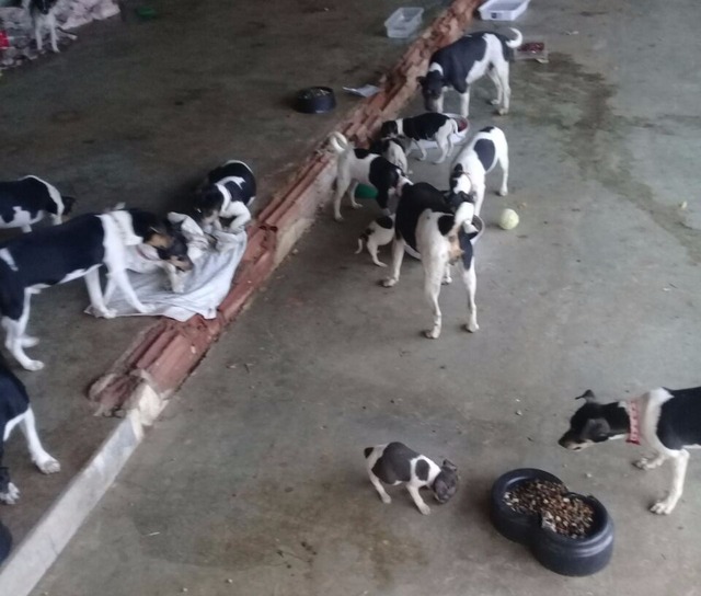 Falta de apoio dificulta trabalho de resgate de animais em Três Lagoas 30 cães da raça Fox Paulistinha foram resgatados em uma única ação. Grupo busca recursos para vacinar os animais.(Foto: Protetoras Três Lagoas)