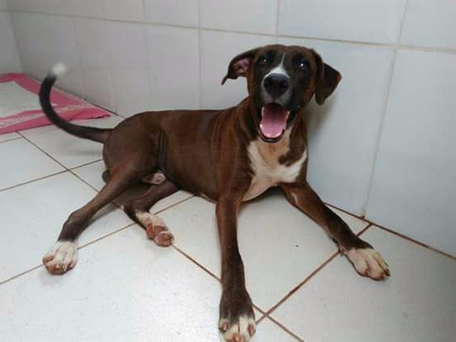 Falta de apoio dificulta trabalho de resgate de animais em Três Lagoas Falta de apoio dificulta trabalho de resgate de animais em Três Lagoas