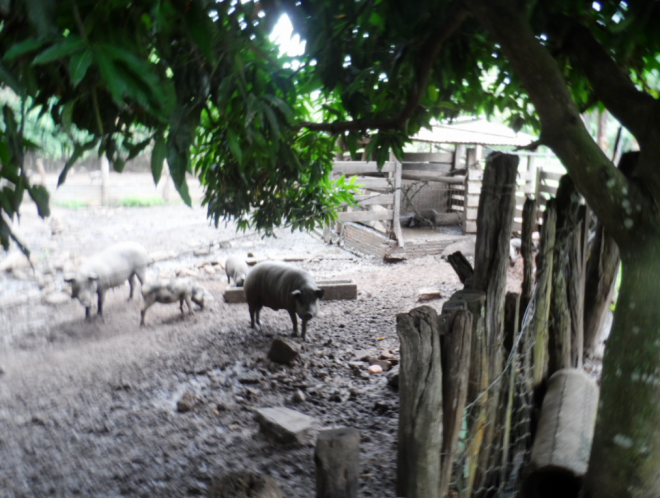 Foram apreendidos os 20 porcos que eram criados em vários chiqueiros e as atividades foram interditadas (Foto: Divulgação/Assecom)