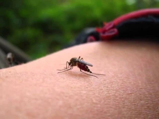 Notificações sobre dengue crescem mais de 5 vezes em relação a 2018 Aedes aegypti, mosquito transmissor da dengue. (Foto: Arquivo)