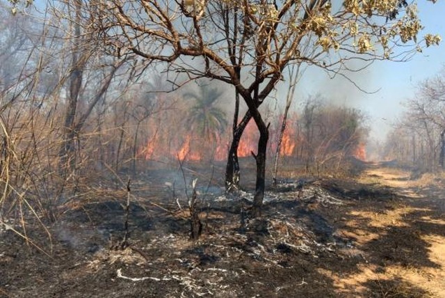 Parque Estadual Serra Verde, em Belo Horizonte. Fogo destrói vegetação (Foto/Divulgação/Corpo de Bombeiros de Minas Gerias)