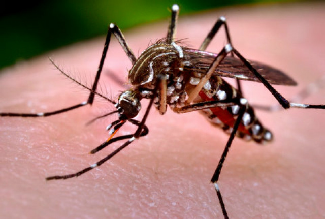 Subiu para quatro o número de casos suspeitos de febre chikungunya investigados em Três Lagoas (Foto: Ilustração)