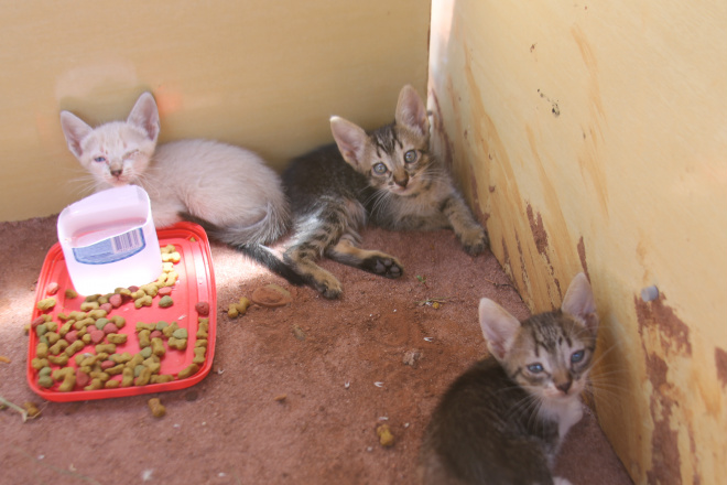 Os três gatinhos têm água e ração e sçao bem cuidados (Foto: Nelson Roberto/Perfil News)