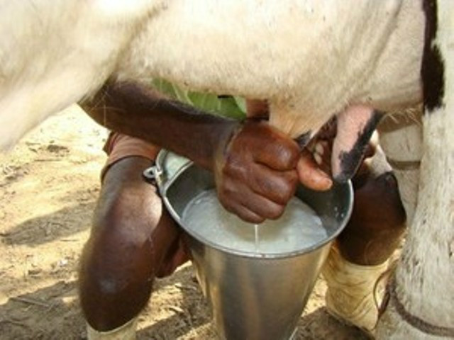 Nas últimas décadas Mato Grosso do Sul passou de 30 mil para 70 mil o número de pequenos produtores de leite (Foto: Google)