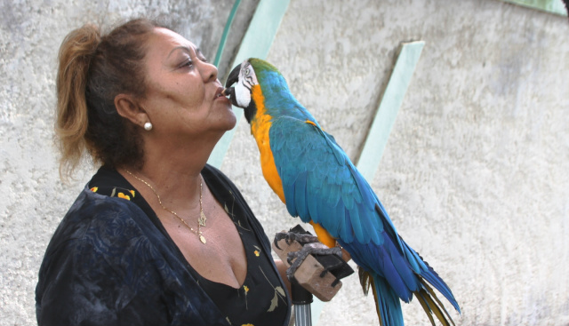 O elo entre a moradora e a ave é tanto que Cleuza a alimenta na própria boca tranquilamente. (Foto: Lucas Gustavo).