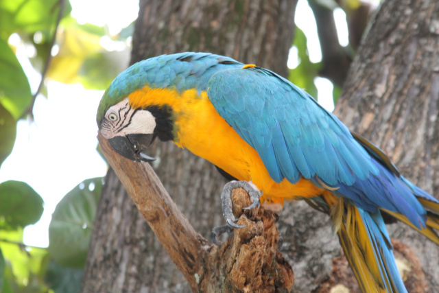 Há 30 anos, três-lagoense tem arara como companheira e dá exemplo de amor aos animais (Foto: Lucas Gustavo)