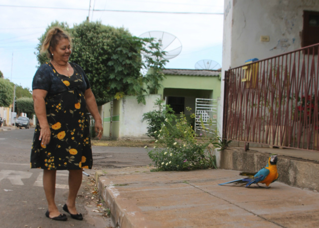 Há 30 anos, três-lagoense tem arara como companheira e dá exemplo de amor aos animais (Foto: Lucas Gustavo)
