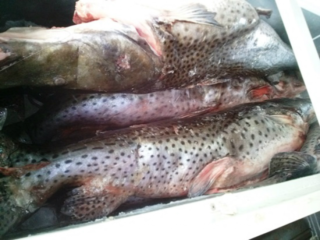 PMA autua 7, apreende 239 kg de pescado e aplica R$ 18,2 mil em multas A PMA espera manter a estratégia de fiscalização intensiva, para que haja sempre um grande número de pessoas que desrespeitam a lei, presas no momento que iniciam a pescaria. (Foto: Divulgação)