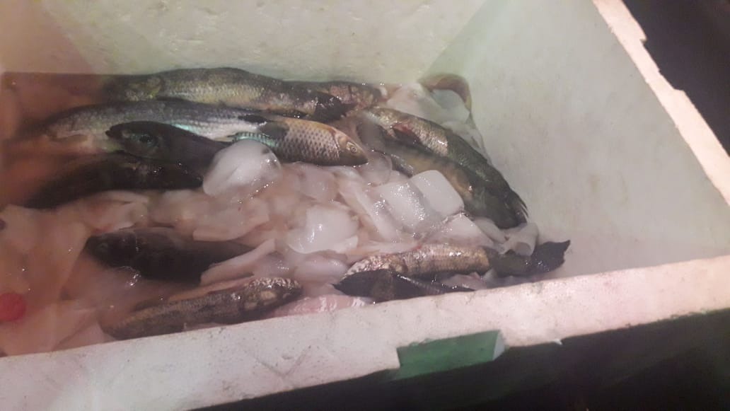 Homens são presos depois de pescar 64kg de peixe com petrecho ilegal na Cascalheira Peixe apreendido será doado para instituições da cidade. Foto: Divulgação.