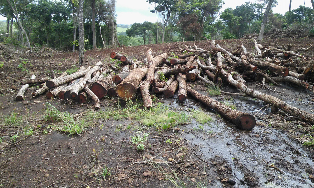 PMA autua fazendeiro em R$ 121,5 mil por desmatamento de 56 hectares e exploração de madeira de lei ilegalmente O infrator foi notificado a apresentar um Plano de Recuperação de Área Degradada (PRADE), junto ao órgão ambiental. (Foto: Assessoria)