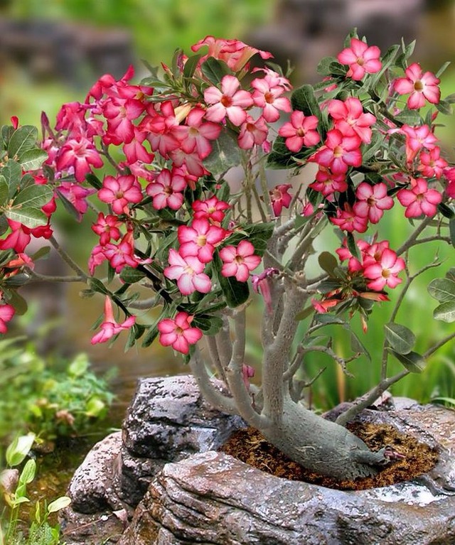 Cultura promove Exposição de Orquídeas e Rosas do Deserto