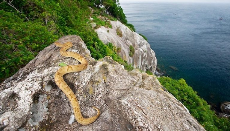 Náufragos sobrevivem 3 dias em ilha em SP com banana e água de chuva Jararaca-ilhoa em seu habitat. A Queimada Grande tem mais de 5 mil cobras dessa espécie. Foto: reprodução internet