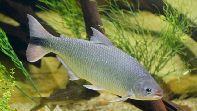 Mulher é apanhada transportando peixe em extinção e é multada em mais de R$ 5 mil Foto: Reprodução Internet